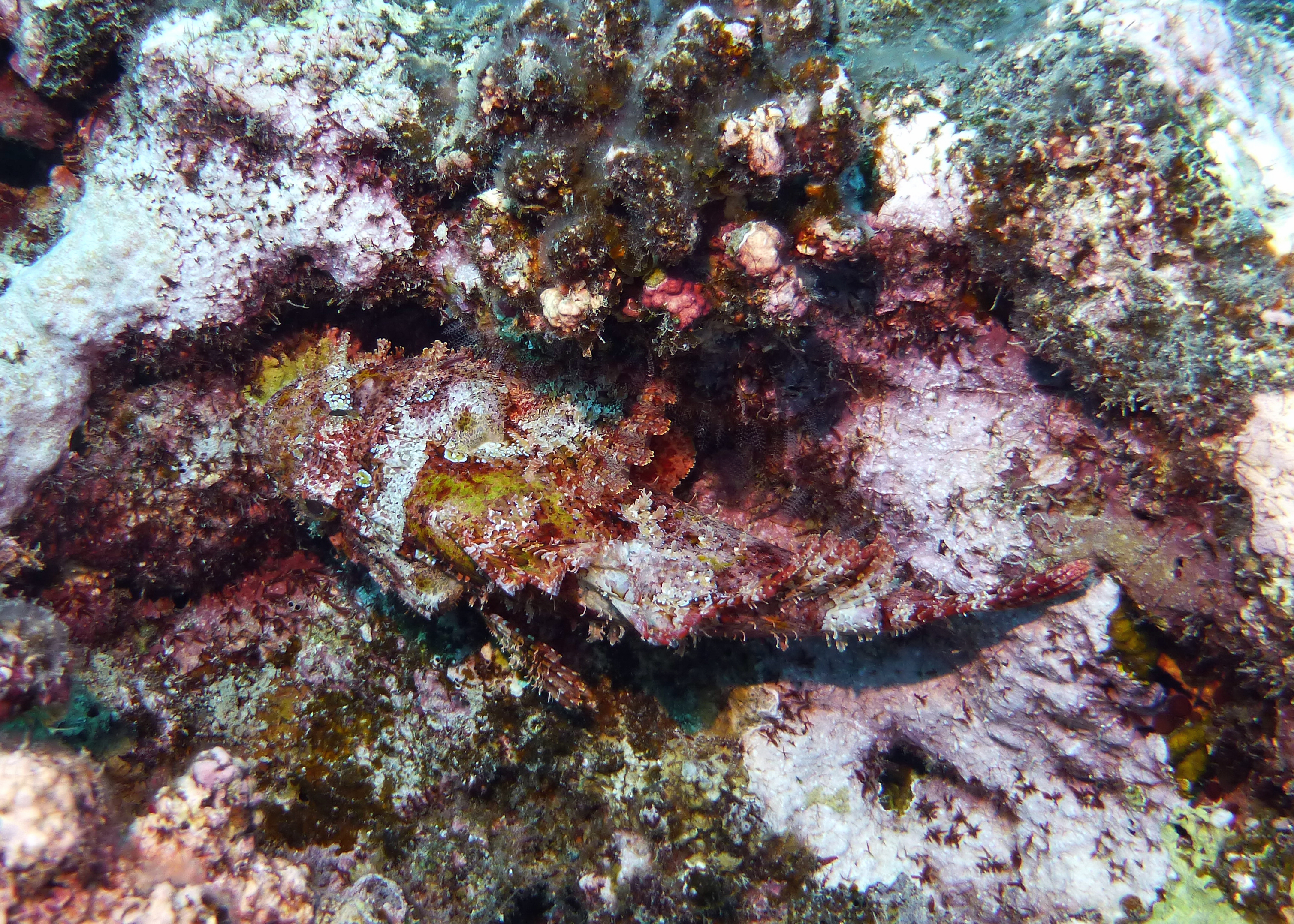 Tassled scorpionfish, Mo'orea, French Polynesia 2024.